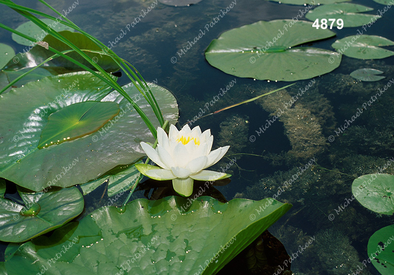 Fragrant Water-lily (Nymphaea odorata)